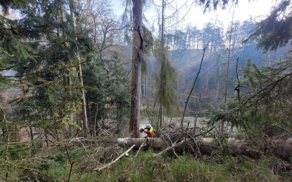 Lesy ČR s těžbou stromů ve špatném stavu v Pekle na Českolipsku finišovaly o víkendu.