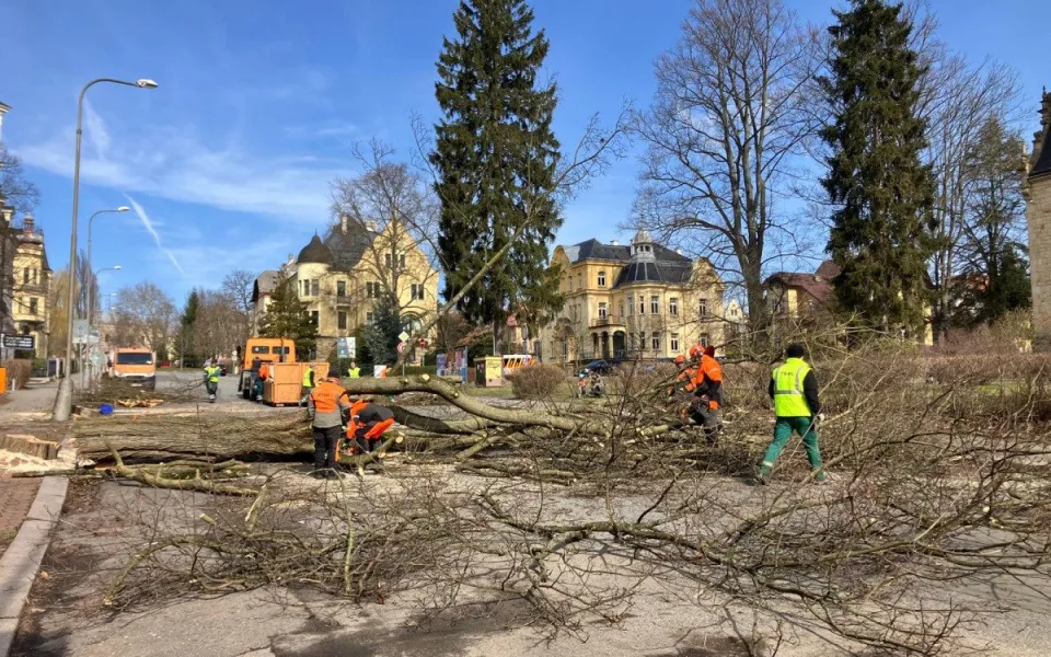 Ve Vítězné proběhlo kácení stromů. Začne rekonstrukce ulice