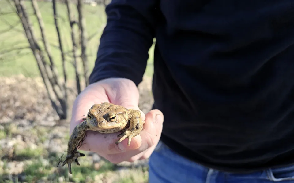 Přes silnice migrují žáby a čolci. Kraj chystá trvalá řešení nezávislá na lidech