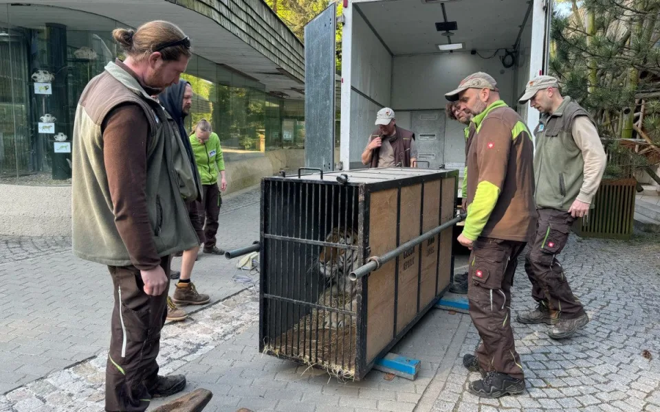 Liberecká zoo poskytla útočiště státem zabavenému tygru ussurijskému