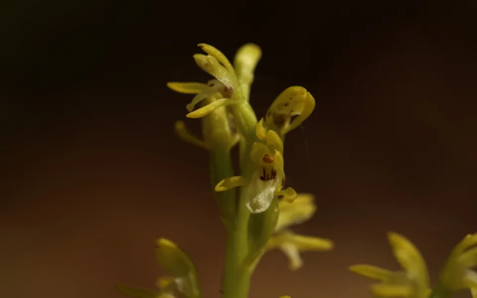 V CHKO Český ráj se po 13 letech našla vzácná a silně ohrožená orchidej