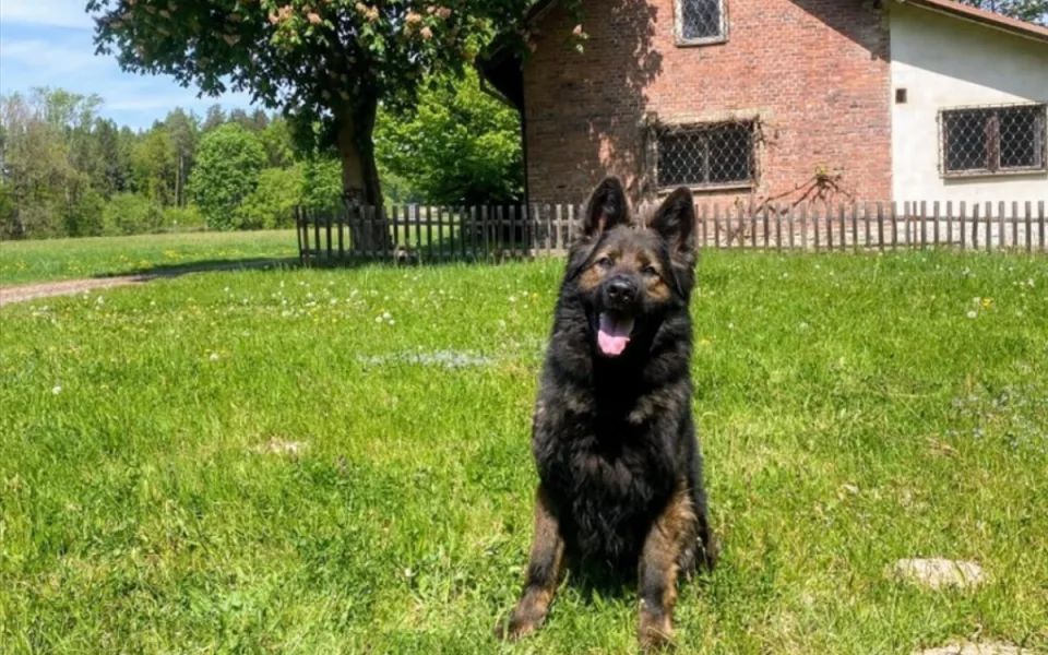 Policejní pes Fantom se opět vyznamenal. Zloděje vypátral bez zaváhání. 