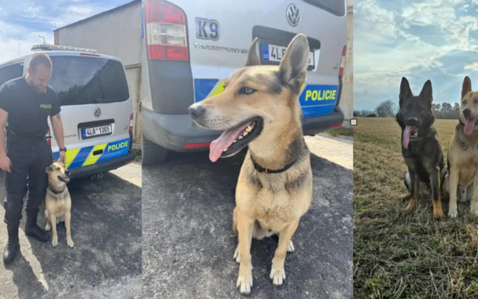 Hvězdná kariéra psa Normana - z útulku do služby u policie. Vyhledává výbušniny