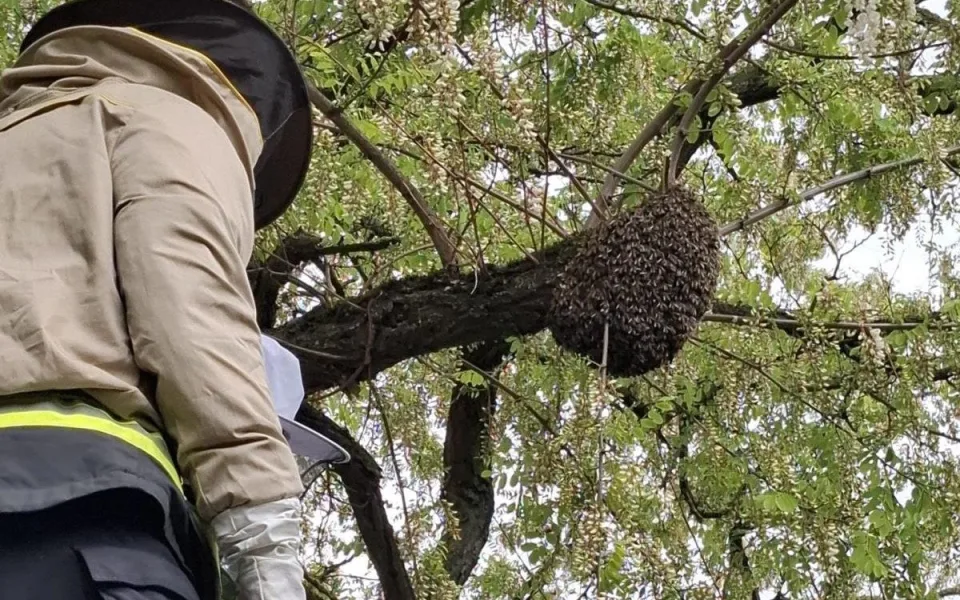 Kdy volat hasiče kvůli odstranění vosích hnízd? Pouze, když jde o bezprostřední nebezpečí, apelují