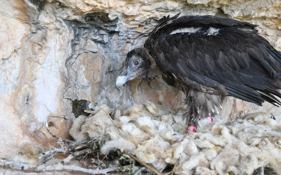 Orlosup odchovaný adoptivním párem z liberecké zoo byl vypuštěn do volné přírody