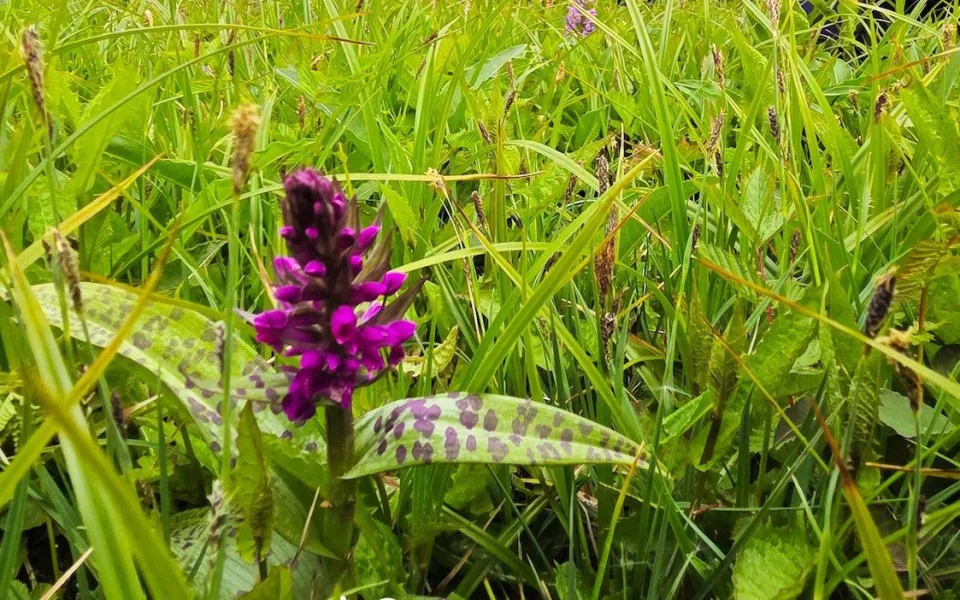 V Jizerkách rozkvetly orchideje. Podobných míst ale v Česku ubyvá