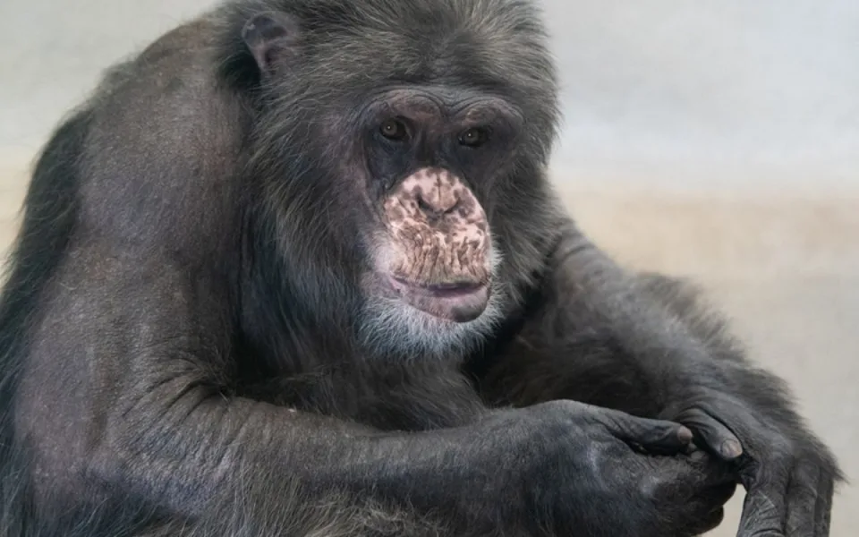 Liberecká zoo smutní. Kvůli zhoršujícímu se zdraví musela uspat šimpanze Kubu