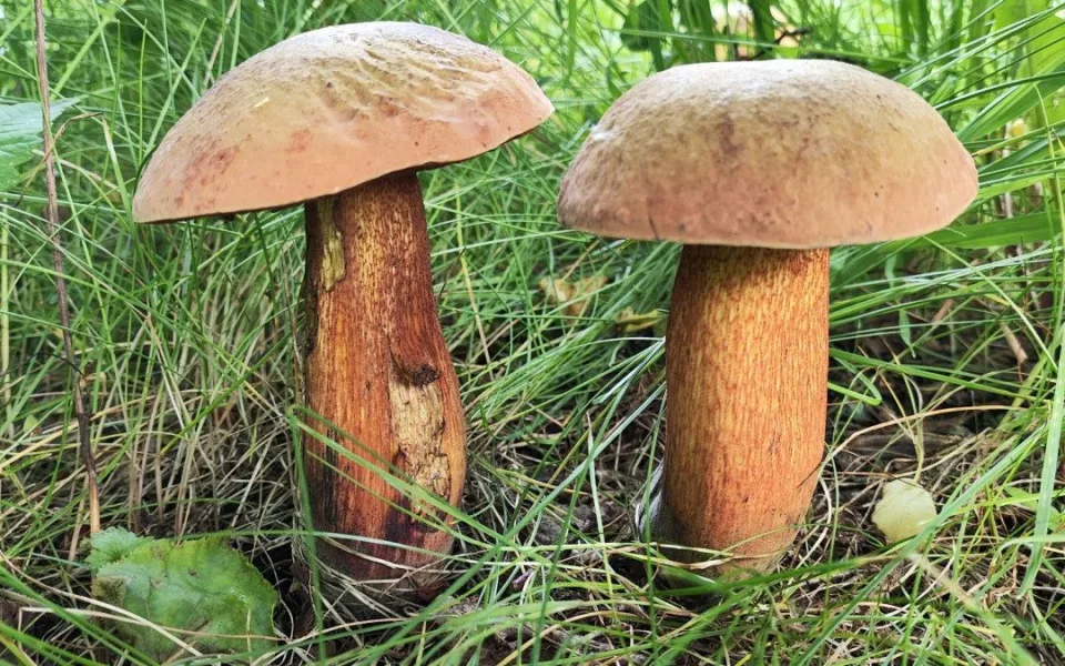 BLOG: Hřib koloděj, klidně vyroste na sídlišti či v parcích