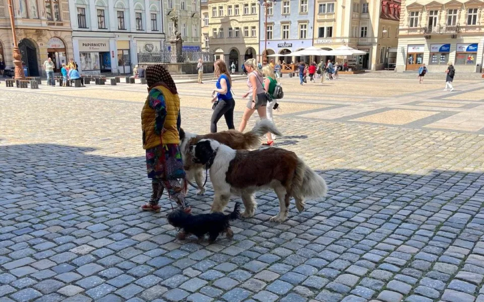 Do Liberce se vrátili Rumuni s bernardýny. Zákaz vystupování se zvířaty v plánu není
