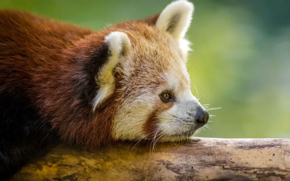 Zoo o prázdninách: Tichá setkání s chovateli i prohlídky u tučňáků nebo pand