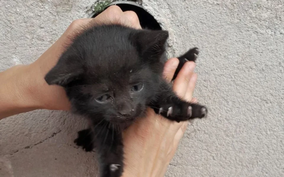 Pestrý víkend hasičů. Požáry, nehody i záchrana káčat či kotěte zaseklého v rouře