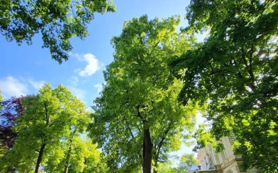 Liberec nechal arboristicky ošetřit 26 lip na Masaryčce. Chce oddálit kácení