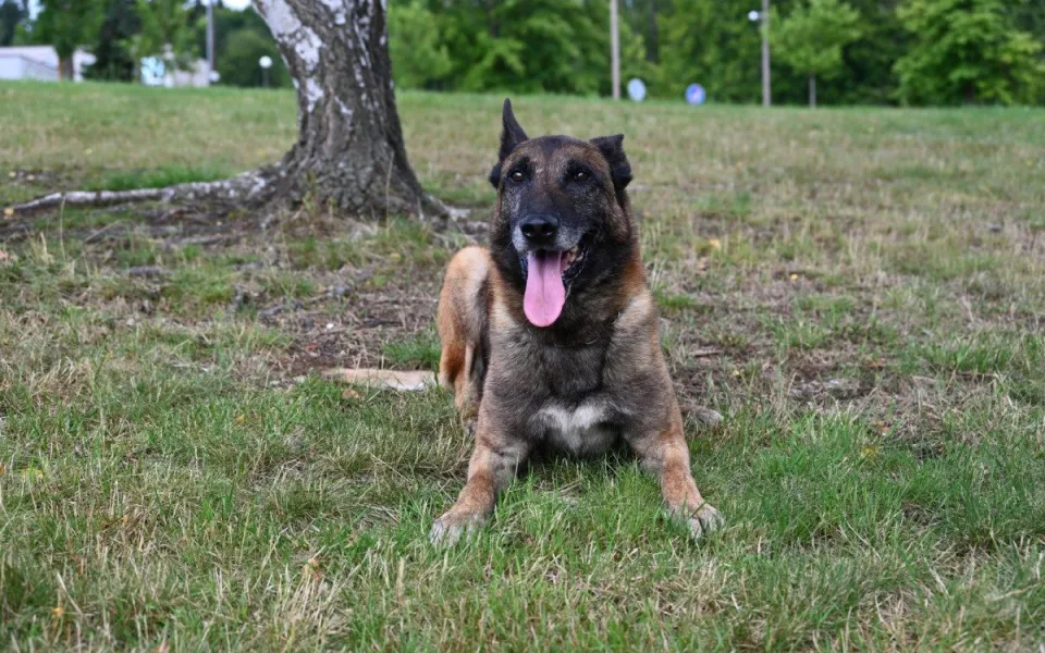Policejní pes Rooney opět boduje. V Krkonoších našel ztraceného muže s Alzheimerem