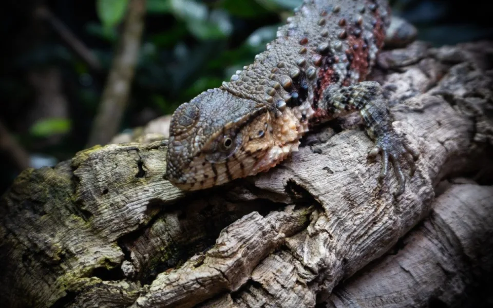 Zoo Liberec začala s chovem vzácného krokodýlovce, nejohroženějšího plaza planety