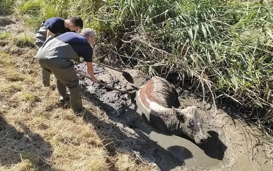 Kráva v Dubé zapadla až po krk do bahna. Vyprostit ji museli hasiči