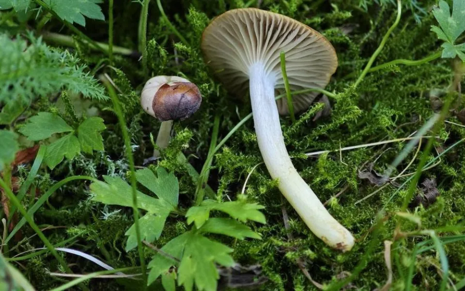 BLOG: Voskovka žlutonohá: Vzácnější nález z městské louky
