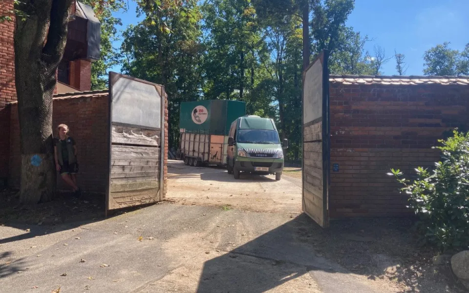 Z liberecké zoo odjely dnes poslední žirafy. Po rekonstrukci pavilonu se chov vrátí