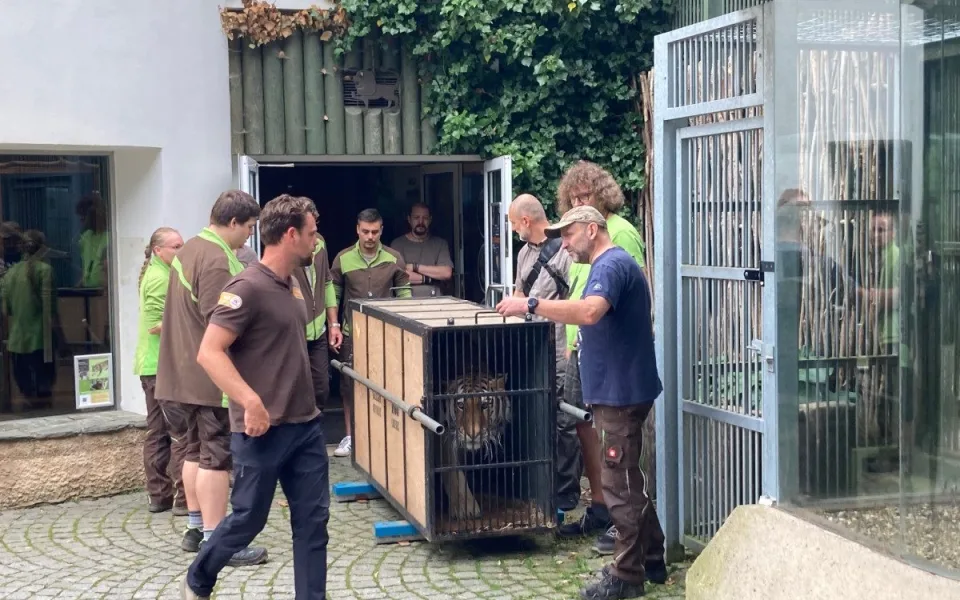 Zabavený tygr odjel z Liberce do nového domova v Nizozemí. Klidně a vyrovnaně