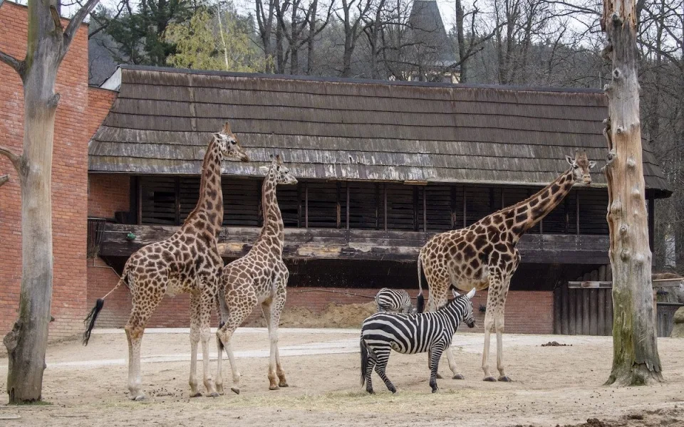 Rekonstrukce pavilonu žiraf v liberecké zoo začíná. Výběh bude dvakrát větší