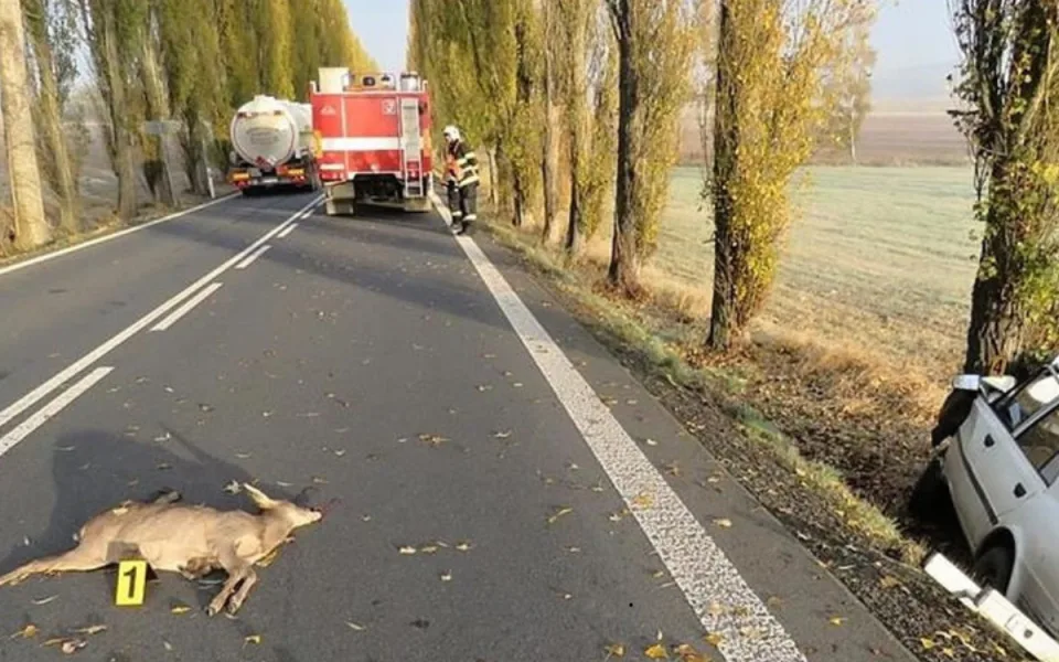 Během podzimu je větší riziko srážky se zvěří. Jak se mohou řidiči chránit?