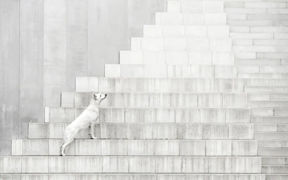 Vítězná fotografie soutěže Dog Photography Awards v kategorii Portrait Outdoor jablonecké fotografky Denisy Zbrankové Albaniové.