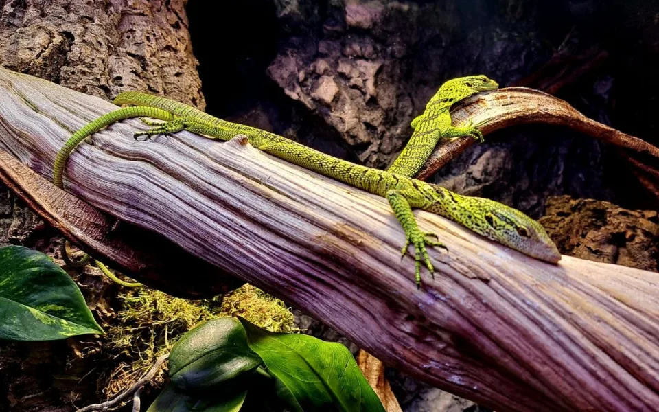 Klenot mezi ještěry. Liberecká zoo nově chová vzácné varany Reisingerovy