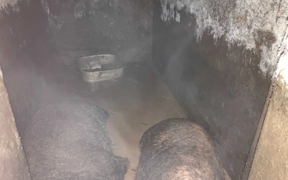 Inspektoři veterinární správy odebrali týraná prasata chovatelce na Turnovsku
