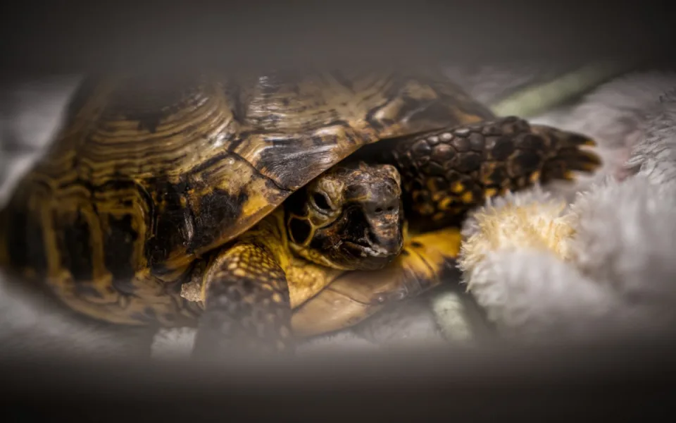 Na jablonecké veterině potkáte nejen psi a kočky, ale i ježka, papouška či chameleona