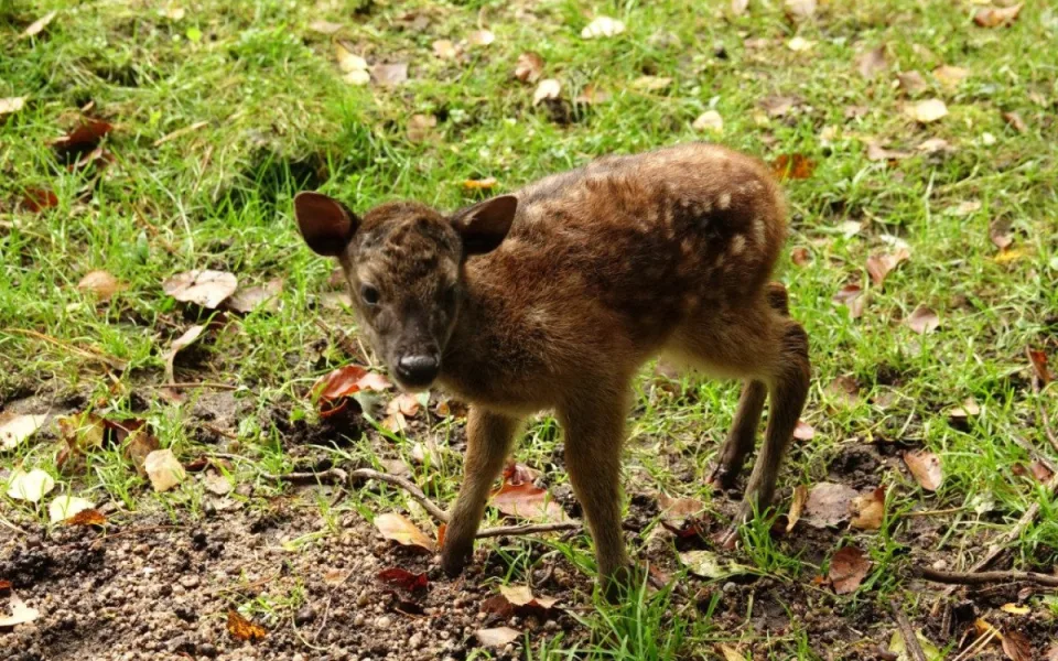 Liberecká zoo má po dvou letech mláďata vzácných filipínských jelínků