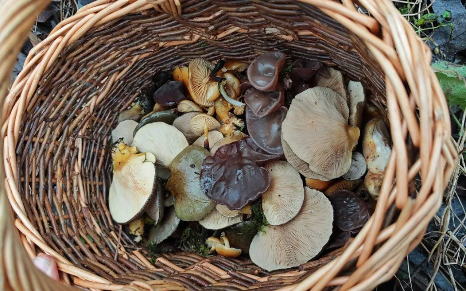BLOG: Zimní houbaření - Čtyři úlovky pro imunitu, srdce a celkovou vitalitu