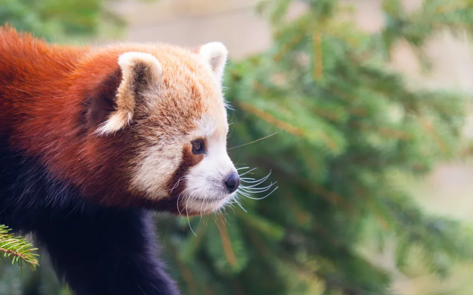 Liberecká zoo otevře i na Štědrý den. Láká na dobrovolné vstupné, ocení dárky pro zvířata