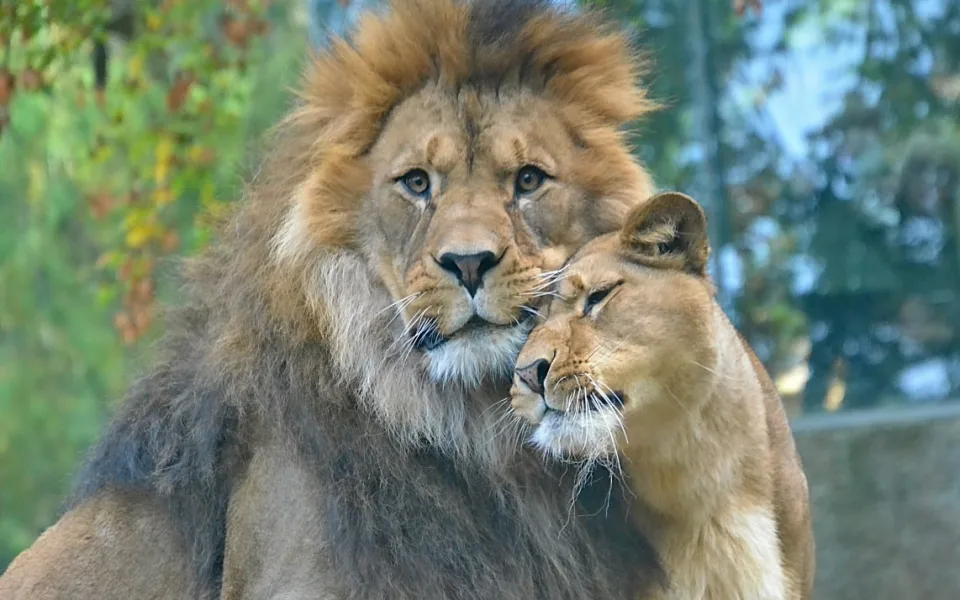 Lvi v liberecké zoo.