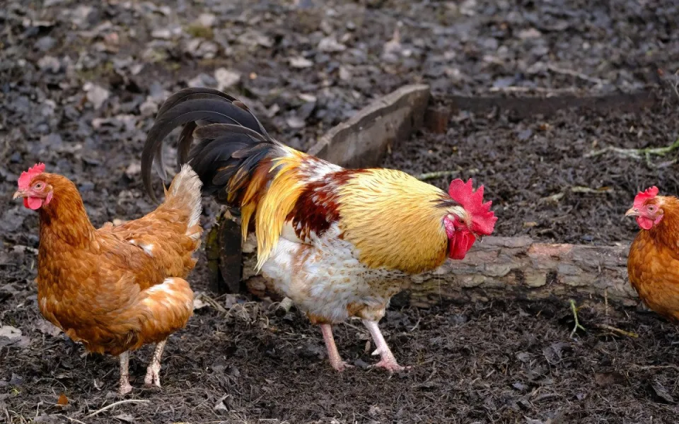 Ilustrační foto.