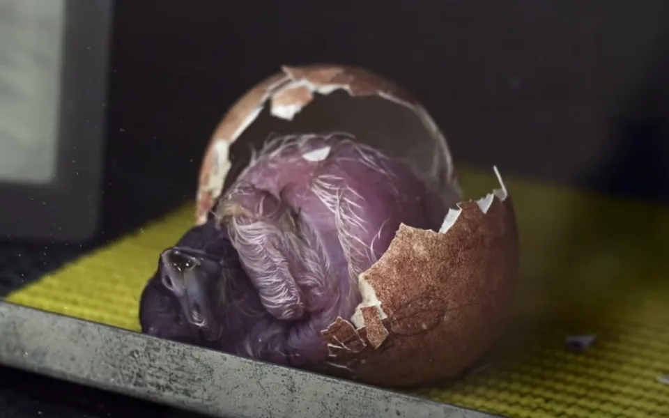Byla to dvoudenní fuška. Zahrada zveřejnila video, jak se líhne orlosup