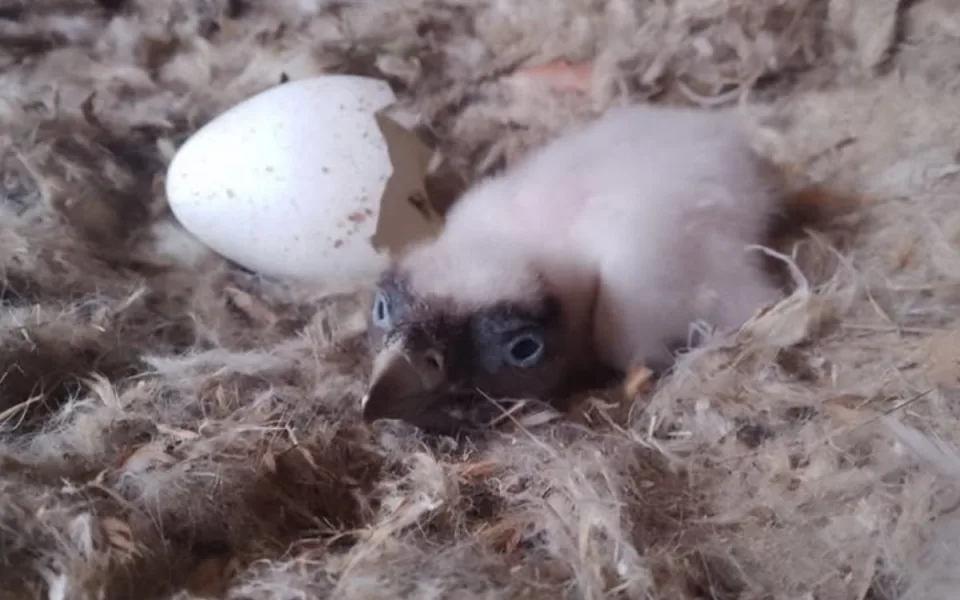 Příběh malého orlosupa z Liberce nemá šťastný konec
