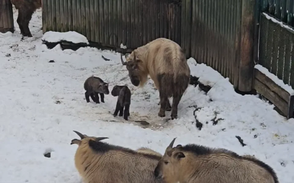 V liberecké zoo přišla na svět dvě mláďata takina čínského. Čeká se i třetí přírůstek