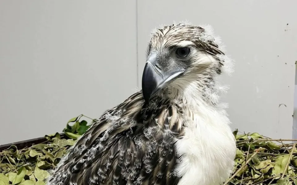 Po letech se podařilo odchovat mládě orla opičího. Pomohla i liberecká zoo