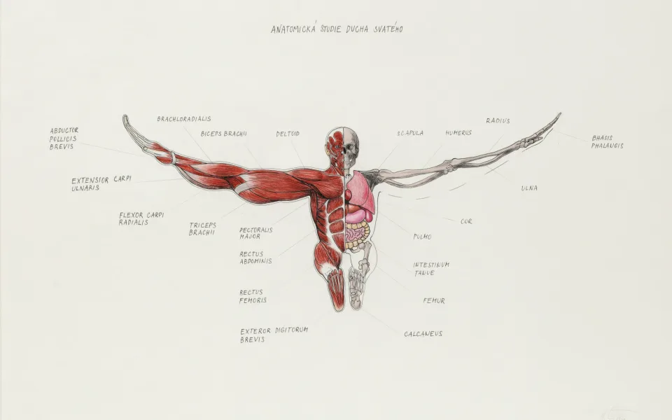 Jiří Černický, Anatomická studie Ducha svatého, 2020, 60 x 85 cm, tuš a pastelky na papíře