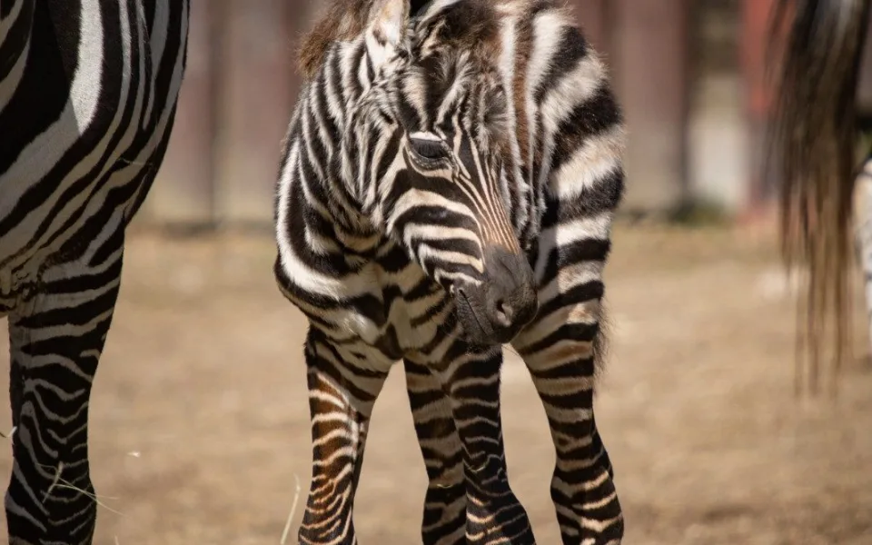 V liberecké zoo se narodil samec zebry bezhřívé. V Evropě jich zbývají desítky