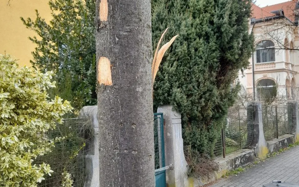 Vandal poškodil stromy Mozartově a Zborovské ulici. Město podalo trestní oznámení