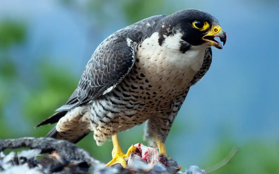 Ilustrační foto.