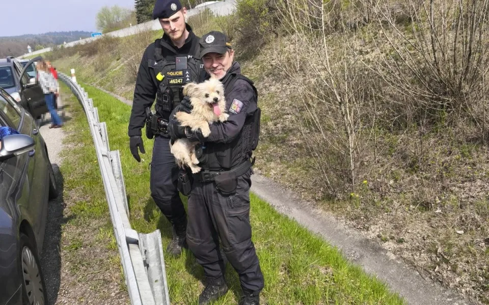 Dojemná solidarita. Fenka po nehodě utekla na rychlostku, doprava stála, naháněl ji, kdo mohl