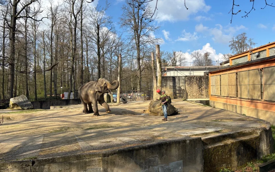 Slonice Bala odjede z liberecké zoo na podzim. Ve Walesu jí zůstane přímý kontakt s ošetřovateli