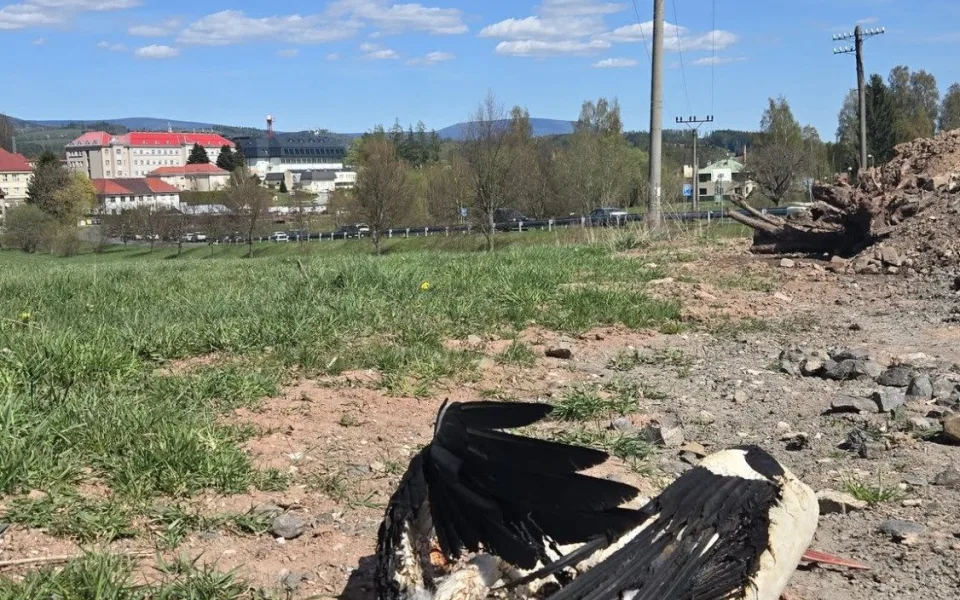 V Jilemnici zahynul po roce na elektrickém vedení další čáp. O osudu vajec rozhodne příroda