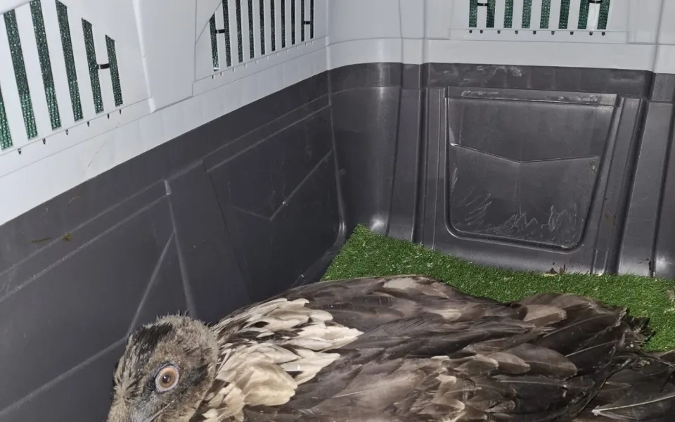 Za svobodou. Mladý orlosup míří z liberecké zoo do volné přírody španělských hor