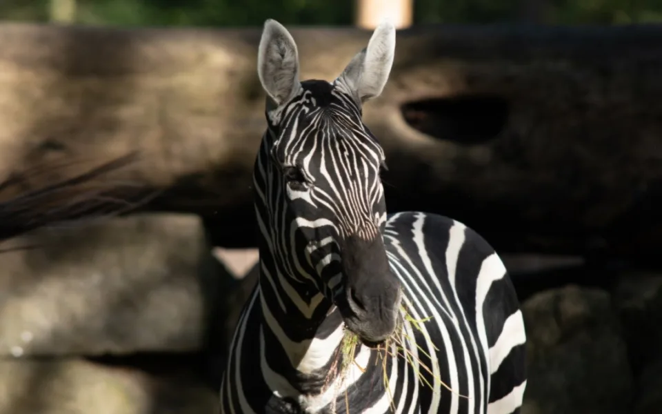 Liberecká zoo rozšířila chov zeber. Dorazily dvě mladé samičky