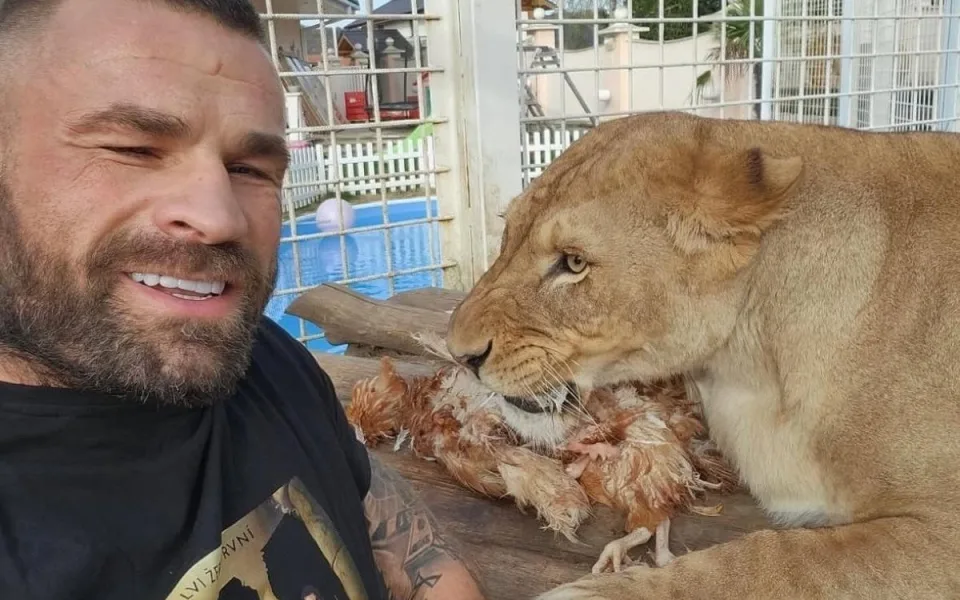 Liberecká zoo se bude dočasně starat o lvici Elsu, odebranou z nelegálního chovu Karlose Vémoly