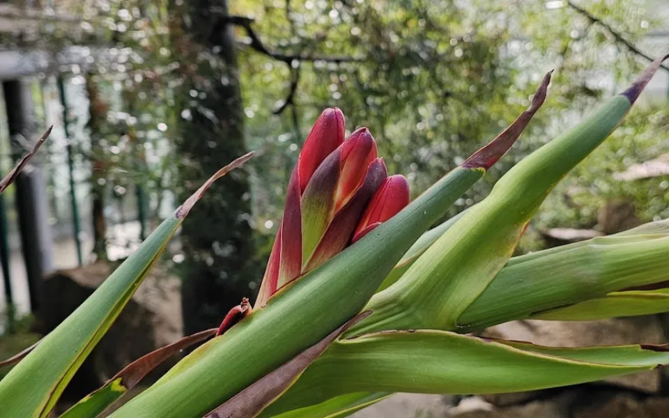 V botanické zahradě v Liberci nečekaně podruhé kvete Doryanthes palmeri