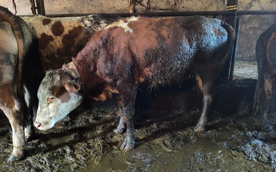 Z chovu na Semilsku odebrala veterinární správa kvůli týrání devět krav