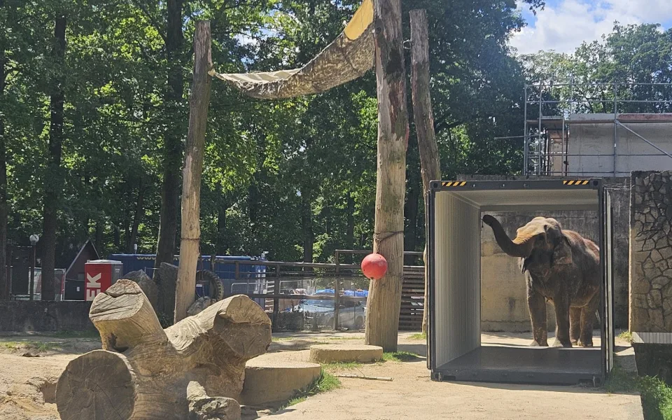 Poslední léto s Balou v Zoo Liberec. Slonice se připravuje na cestu do nového domova